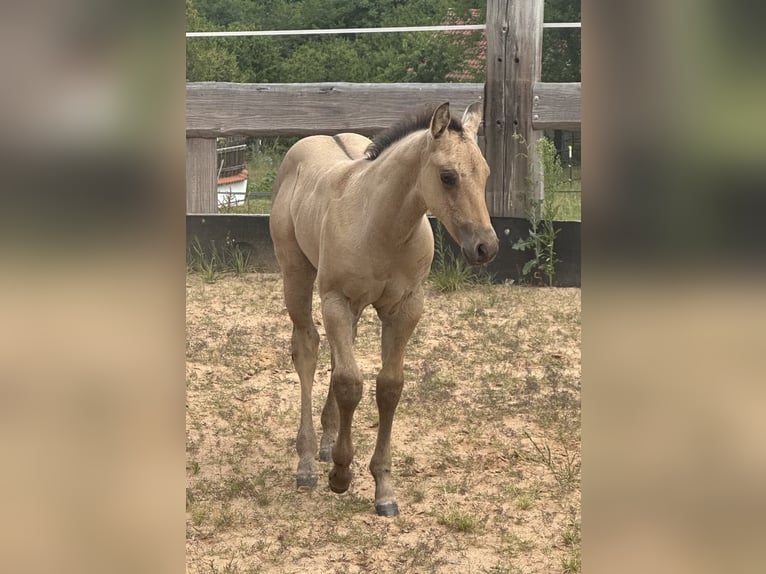 American Quarter Horse Hengst  150 cm in Miltenberg