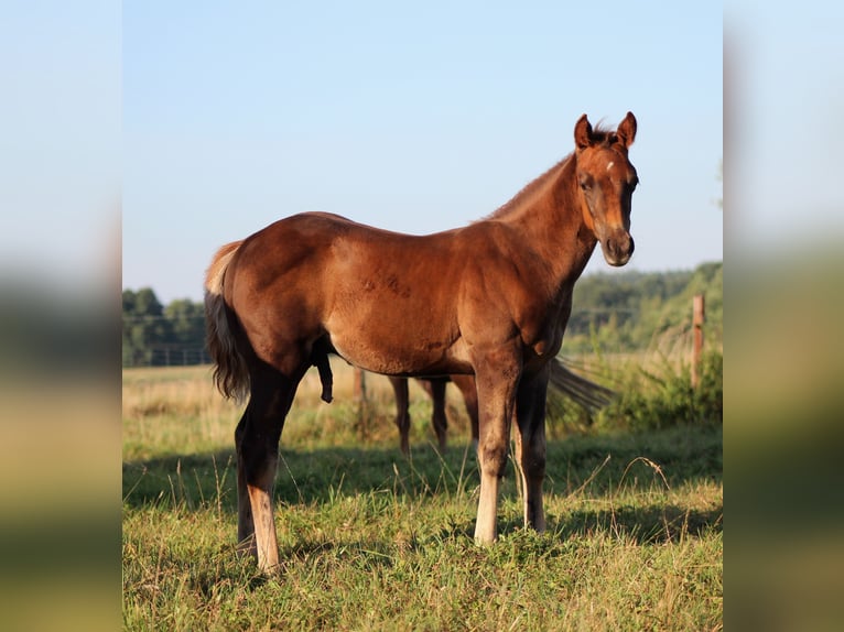 American Quarter Horse Hengst Fohlen (06/2026) 151 cm Dunkelfuchs in Stade