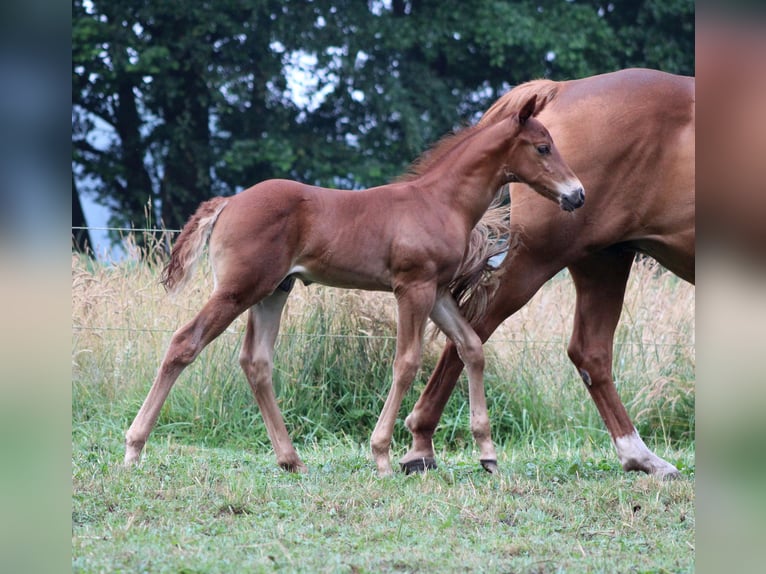 American Quarter Horse Hengst Fohlen (06/2026) 151 cm Dunkelfuchs in Stade
