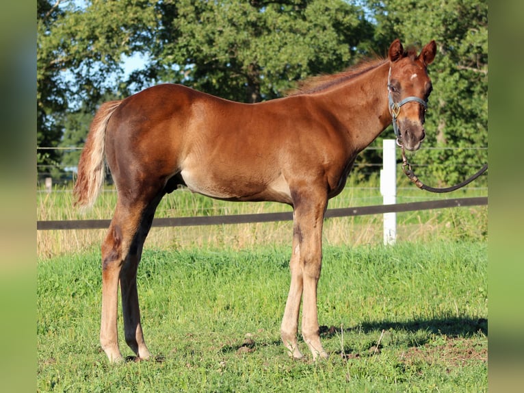 American Quarter Horse Hengst Fohlen (06/2026) 151 cm Dunkelfuchs in Stade