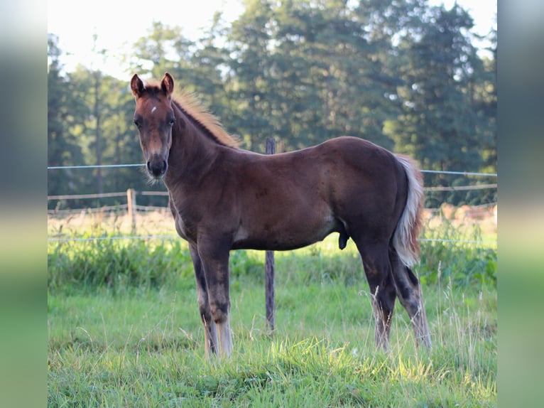 American Quarter Horse Hengst Fohlen (06/2026) 151 cm Dunkelfuchs in Stade