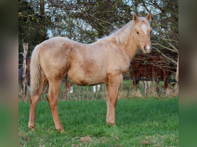 American Quarter Horse Hengst Fohlen (05/2025) 151 cm Palomino in Stade