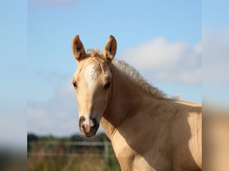American Quarter Horse Hengst Fohlen (05/2025) 151 cm Palomino in Stade American Quarter Horse Hengst Fohlen (05/2025) 151 cm Palomino in Stade