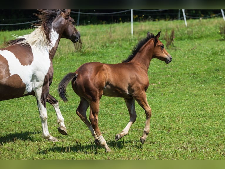 American Quarter Horse Hengst Fohlen (05/2025) 152 cm Brauner in Dietenheim