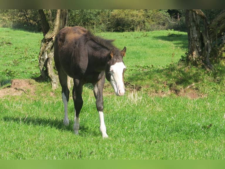 American Quarter Horse Hengst Fohlen (05/2024) 152 cm Brauner in Brecon