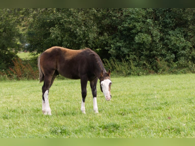 American Quarter Horse Hengst Fohlen (05/2024) 152 cm Brauner in Brecon