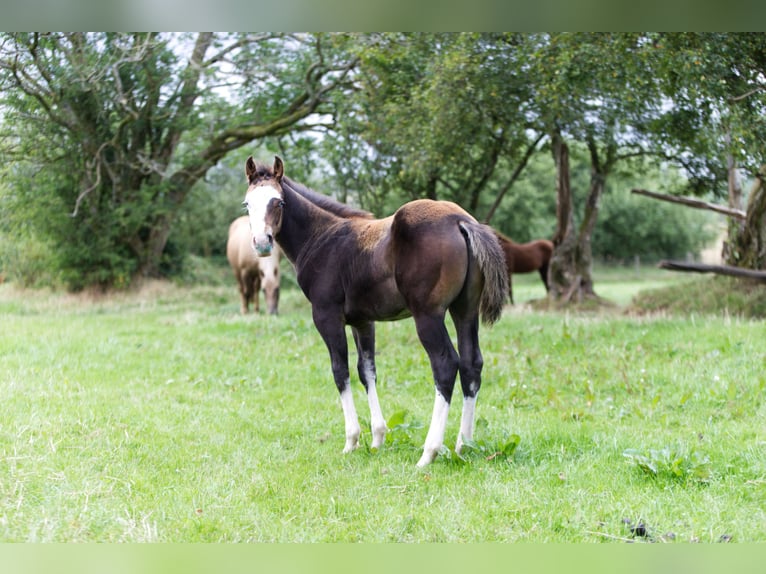 American Quarter Horse Hengst Fohlen (05/2024) 152 cm Brauner in Brecon