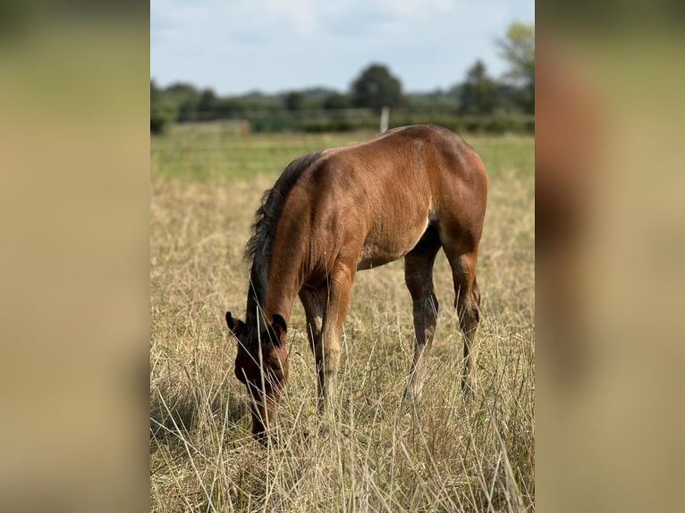 American Quarter Horse Hengst Fohlen (05/2024) 152 cm Brauner in Königswartha