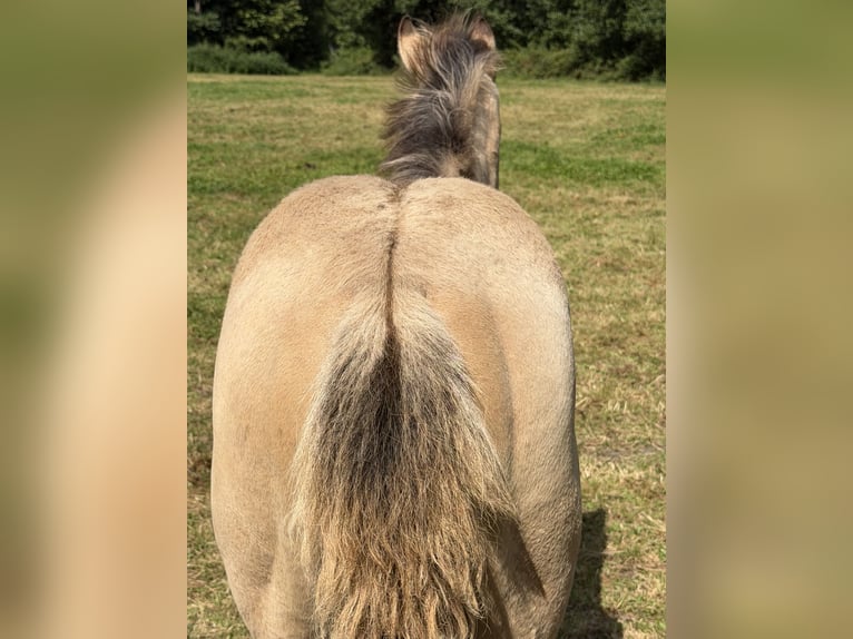 American Quarter Horse Hengst Fohlen (04/2026) 152 cm Buckskin in Midwolde