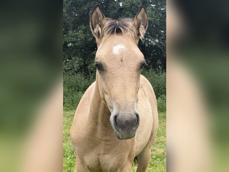 American Quarter Horse Hengst Fohlen (04/2026) 152 cm Buckskin in Midwolde