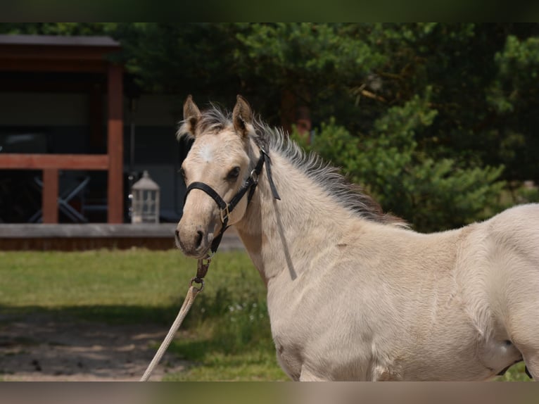 American Quarter Horse Hengst  152 cm Buckskin in Wusterhausen (Dosse)