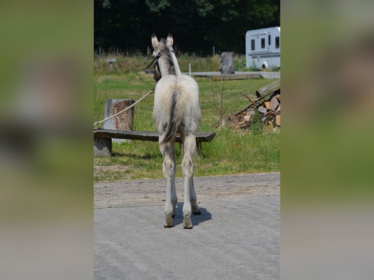 American Quarter Horse Hengst  152 cm Buckskin in Wusterhausen (Dosse)