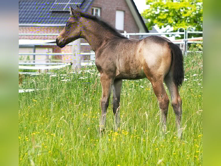 American Quarter Horse Hengst  152 cm Buckskin in Hagen im Bremischen