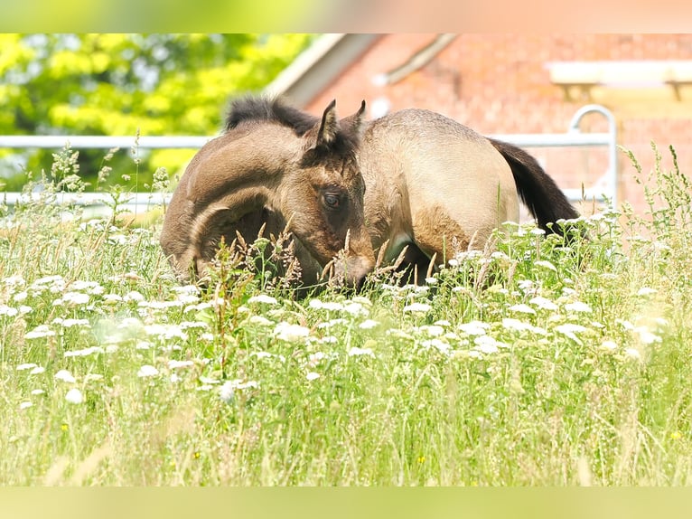 American Quarter Horse Hengst  152 cm Buckskin in Hagen im Bremischen