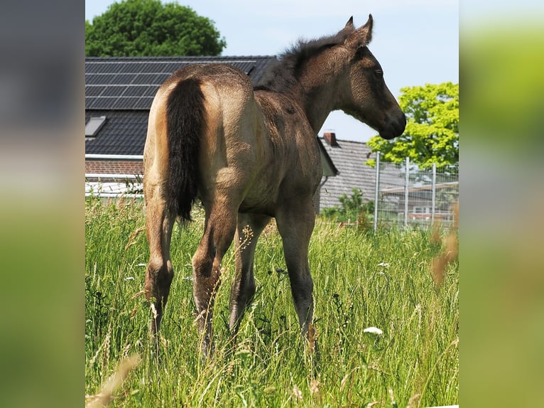 American Quarter Horse Hengst  152 cm Buckskin in Hagen im Bremischen