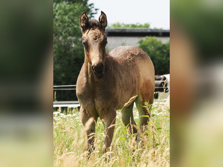 American Quarter Horse Hengst  152 cm Buckskin in Hagen im Bremischen