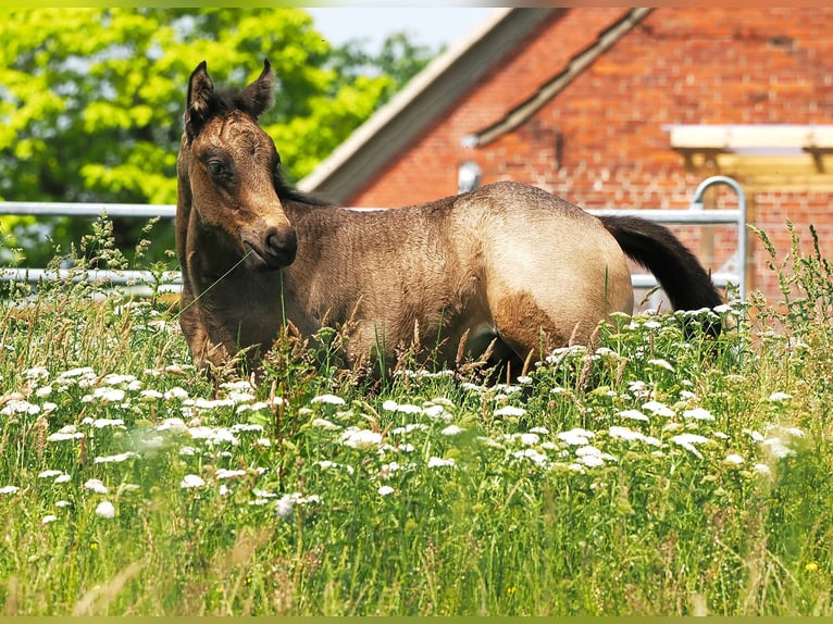 American Quarter Horse Hengst  152 cm Buckskin in Hagen im Bremischen