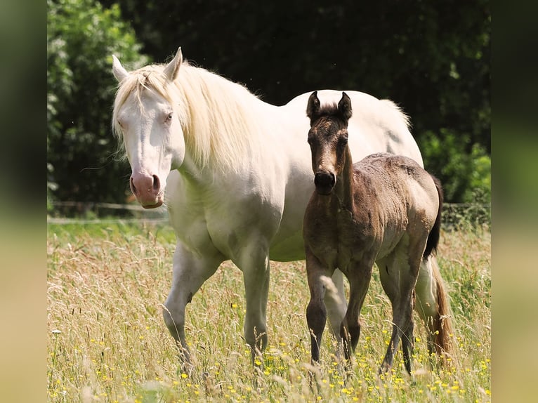 American Quarter Horse Hengst  152 cm Buckskin in Hagen im Bremischen