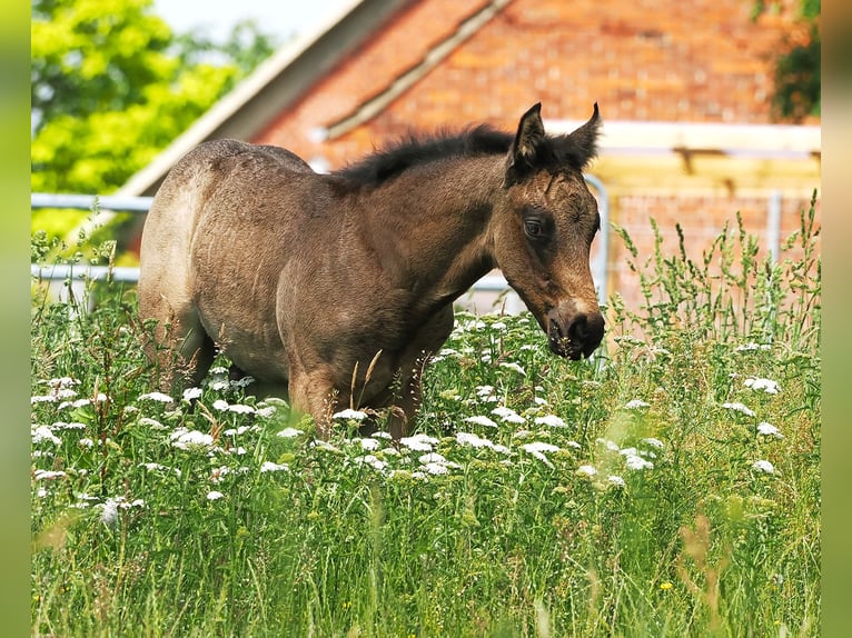 American Quarter Horse Hengst  152 cm Buckskin in Hagen im Bremischen