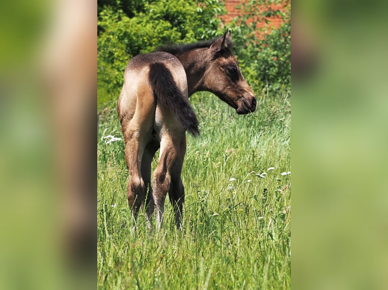 American Quarter Horse Hengst  152 cm Buckskin in Hagen im Bremischen