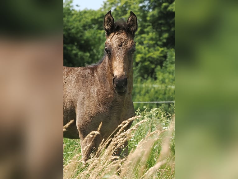 American Quarter Horse Hengst  152 cm Buckskin in Hagen im Bremischen