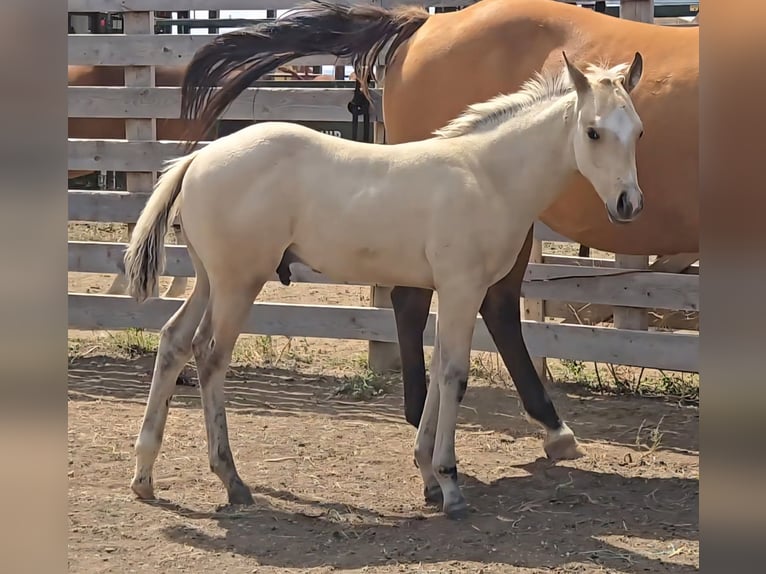 American Quarter Horse Hengst Fohlen (05/2025) 152 cm Buckskin in Montana