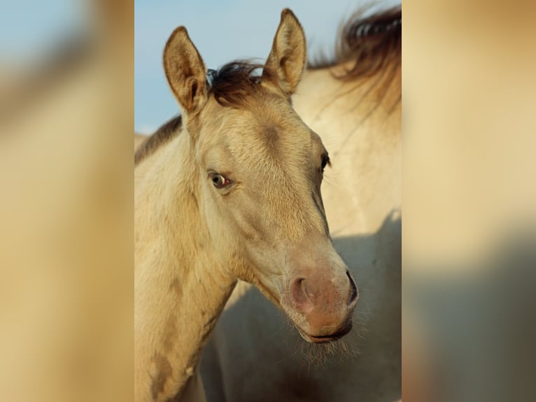 American Quarter Horse Hengst Fohlen (04/2025) 152 cm Champagne in Hellenthal