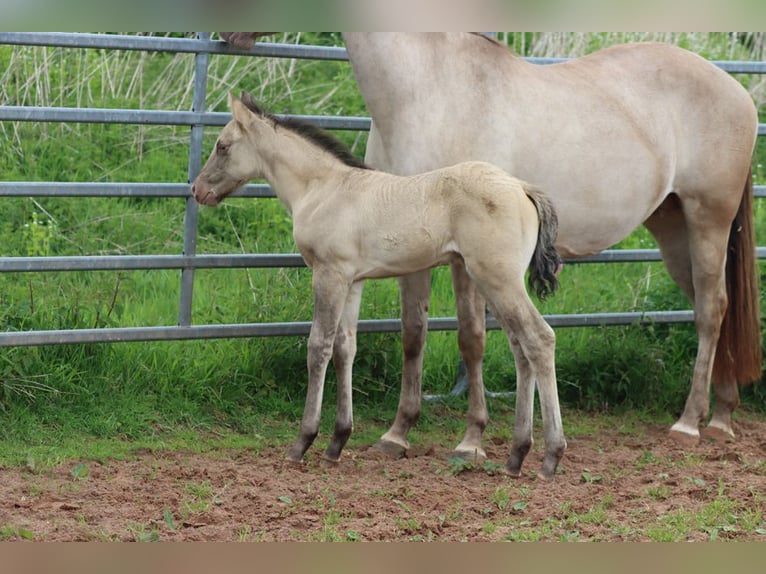 American Quarter Horse Hengst Fohlen (04/2025) 152 cm Champagne in Hellenthal