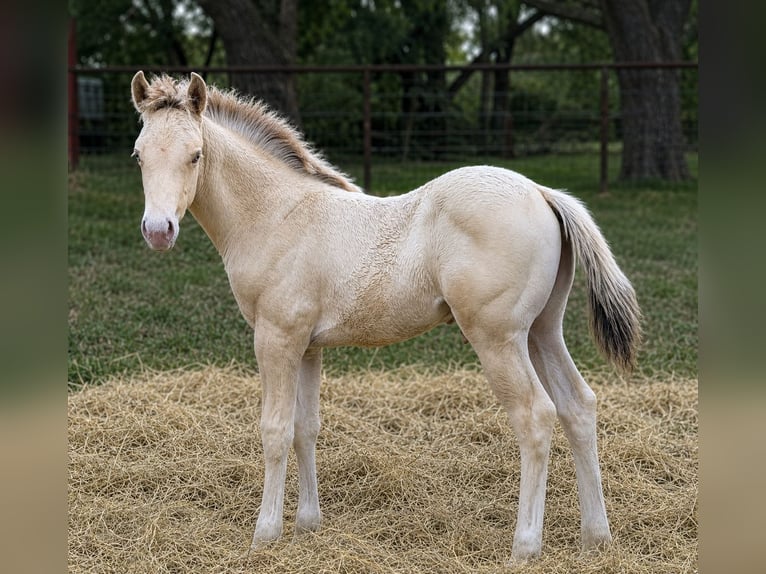 American Quarter Horse Hengst Fohlen (03/2026) 152 cm Champagne in Valley Mills