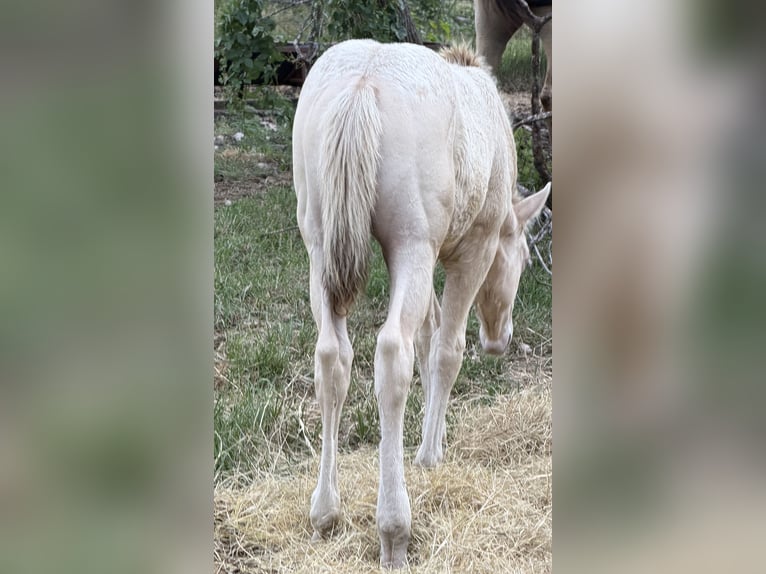American Quarter Horse Hengst Fohlen (03/2026) 152 cm Champagne in Valley Mills