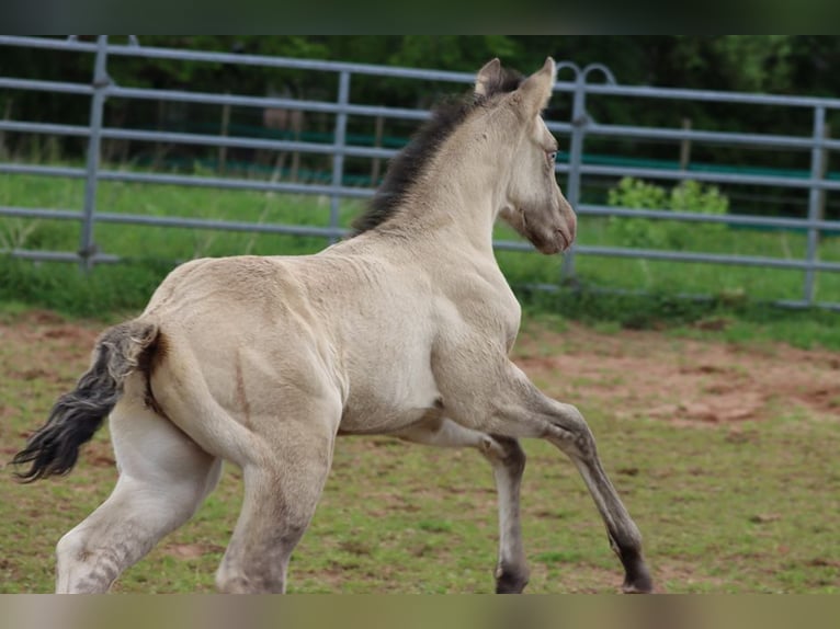 American Quarter Horse Hengst Fohlen (04/2025) 152 cm Champagne in Hellenthal