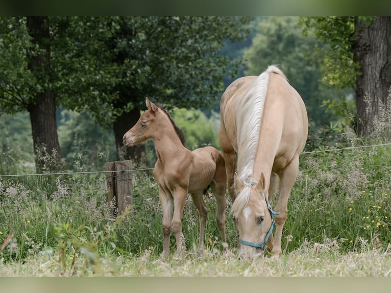 American Quarter Horse Hengst Fohlen (05/2024) 152 cm Champagne in Nordhorn