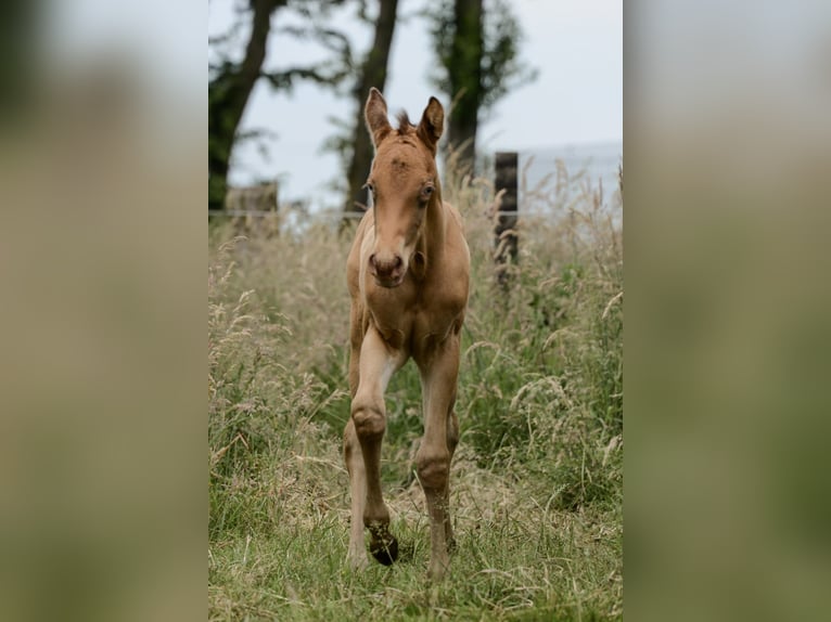 American Quarter Horse Hengst Fohlen (05/2024) 152 cm Champagne in Nordhorn