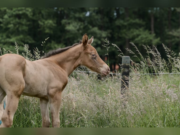 American Quarter Horse Hengst Fohlen (05/2024) 152 cm Champagne in Nordhorn