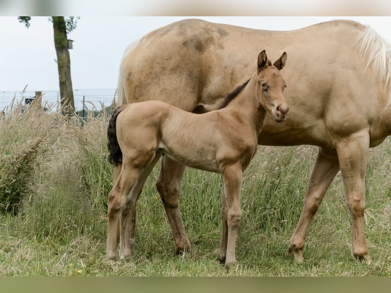 American Quarter Horse Hengst Fohlen (05/2024) 152 cm Champagne in Nordhorn