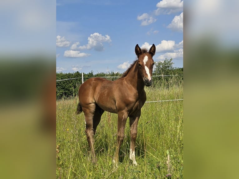 American Quarter Horse Hengst  152 cm Dunkelfuchs in Amorbach