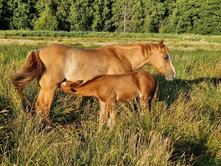 American Quarter Horse Hengst Fohlen (04/2025) 152 cm Dunkelfuchs in Prosnitz