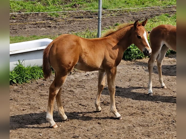 American Quarter Horse Hengst Fohlen (04/2025) 152 cm Dunkelfuchs in Prosnitz
