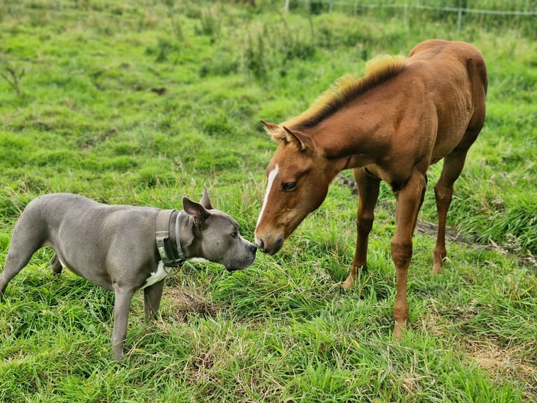 American Quarter Horse Hengst Fohlen (04/2025) 152 cm Dunkelfuchs in Prosnitz