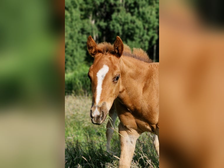 American Quarter Horse Hengst Fohlen (04/2025) 152 cm Dunkelfuchs in Prosnitz