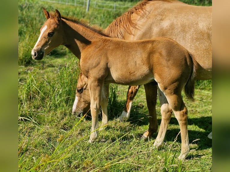 American Quarter Horse Hengst Fohlen (04/2025) 152 cm Dunkelfuchs in Prosnitz