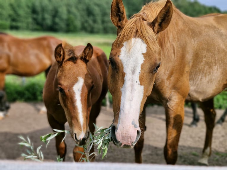 American Quarter Horse Hengst Fohlen (04/2025) 152 cm Dunkelfuchs in Prosnitz