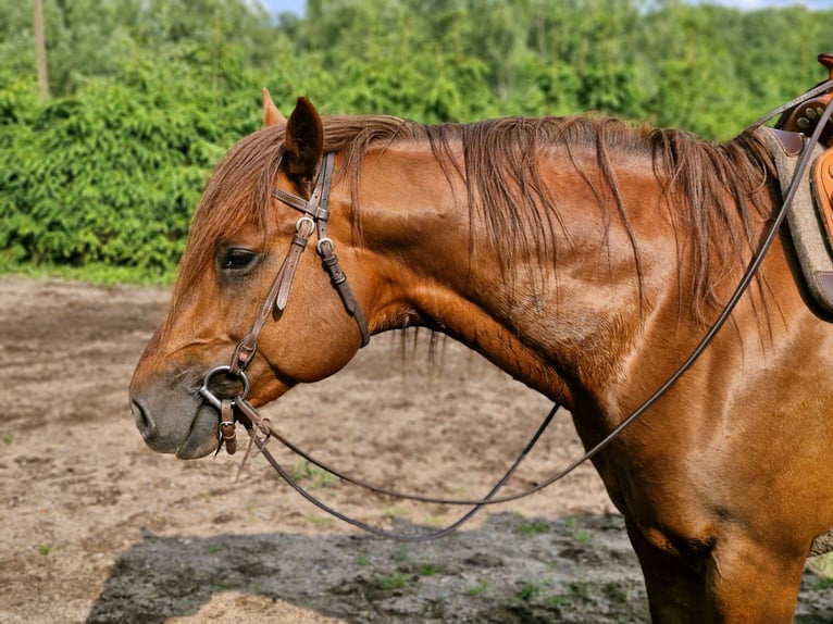 American Quarter Horse Hengst Fohlen (04/2025) 152 cm Dunkelfuchs in Prosnitz