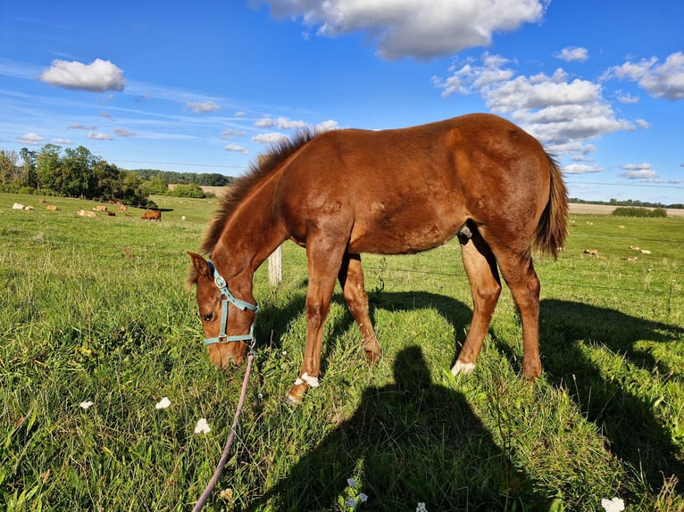 American Quarter Horse Hengst Fohlen (04/2025) 152 cm Dunkelfuchs in Prosnitz