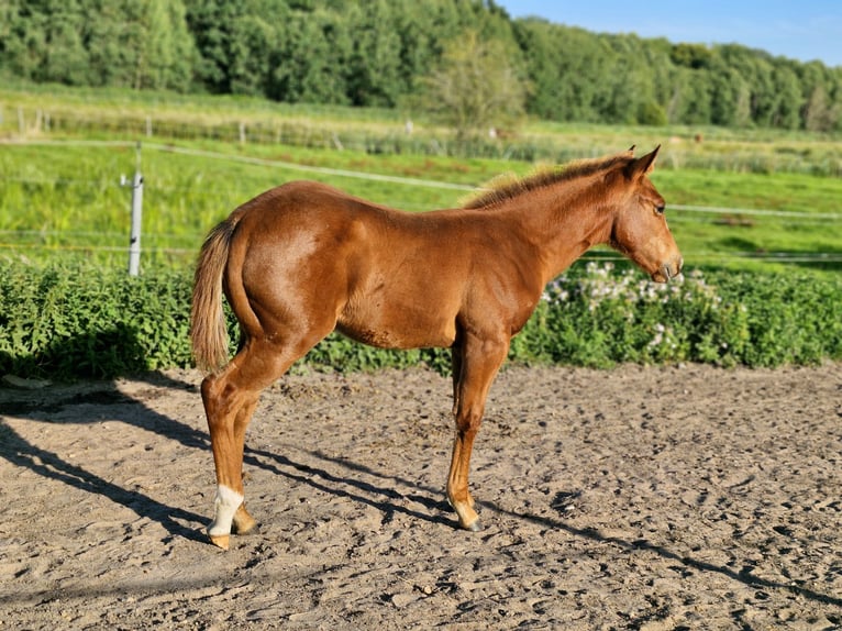 American Quarter Horse Hengst Fohlen (04/2025) 152 cm Dunkelfuchs in Prosnitz