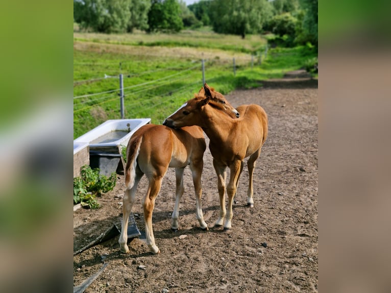 American Quarter Horse Hengst Fohlen (04/2025) 152 cm Dunkelfuchs in Prosnitz