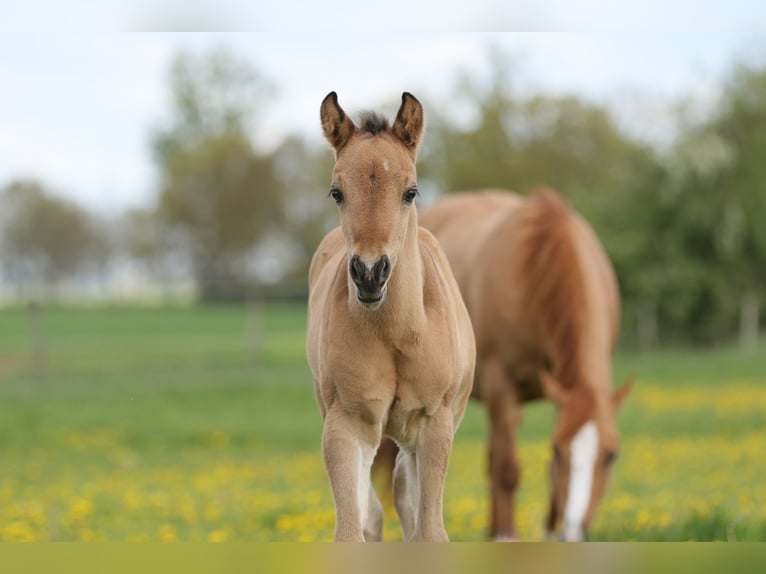 American Quarter Horse Hengst Fohlen (04/2024) 152 cm Falbe in Neustadt am Rübenberge