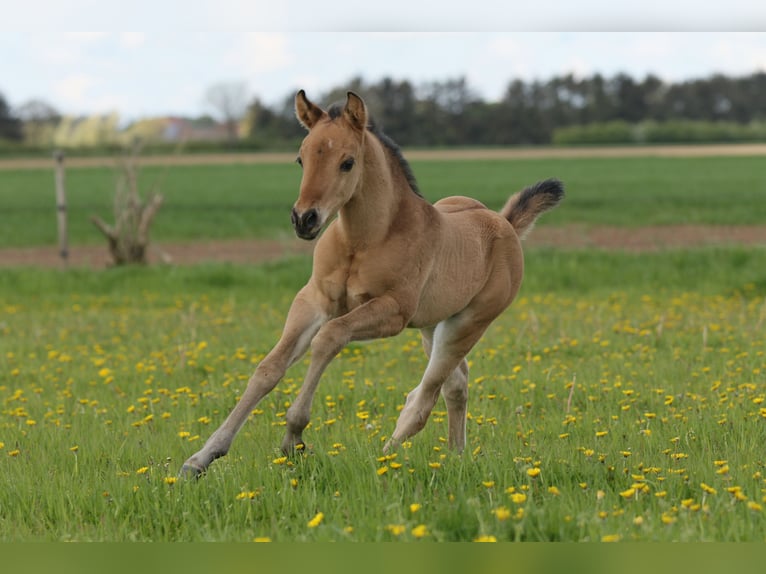 American Quarter Horse Hengst Fohlen (04/2024) 152 cm Falbe in Neustadt am Rübenberge