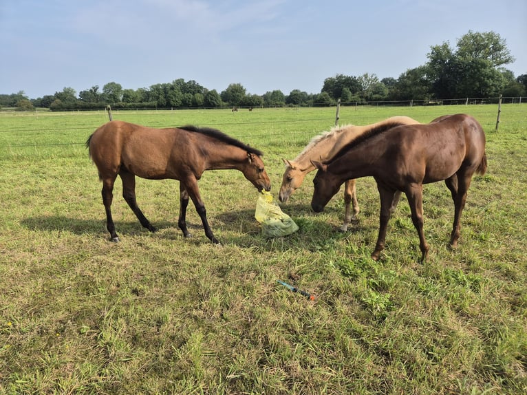 American Quarter Horse Hengst Fohlen (04/2024) 152 cm Falbe in Neustadt am Rübenberge