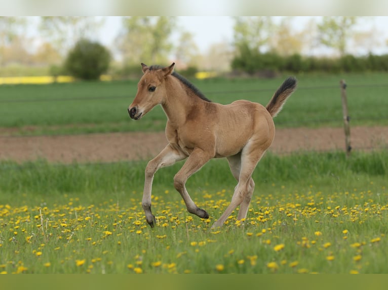 American Quarter Horse Hengst Fohlen (04/2024) 152 cm Falbe in Neustadt am Rübenberge